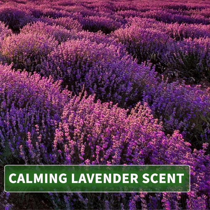 Kitama Massageolja med arom – kroppsolja för massage – värdande olja – aromolja – närande avslappningsolja – lavendel – 5000 ml (5 liter)